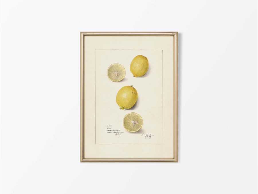 Lemon IV Vintage Art Print