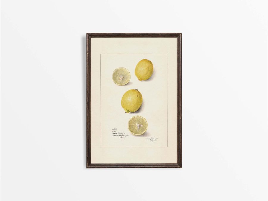 Lemon IV Vintage Art Print