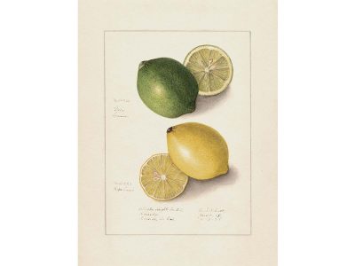 Lemon IX Vintage Art Print