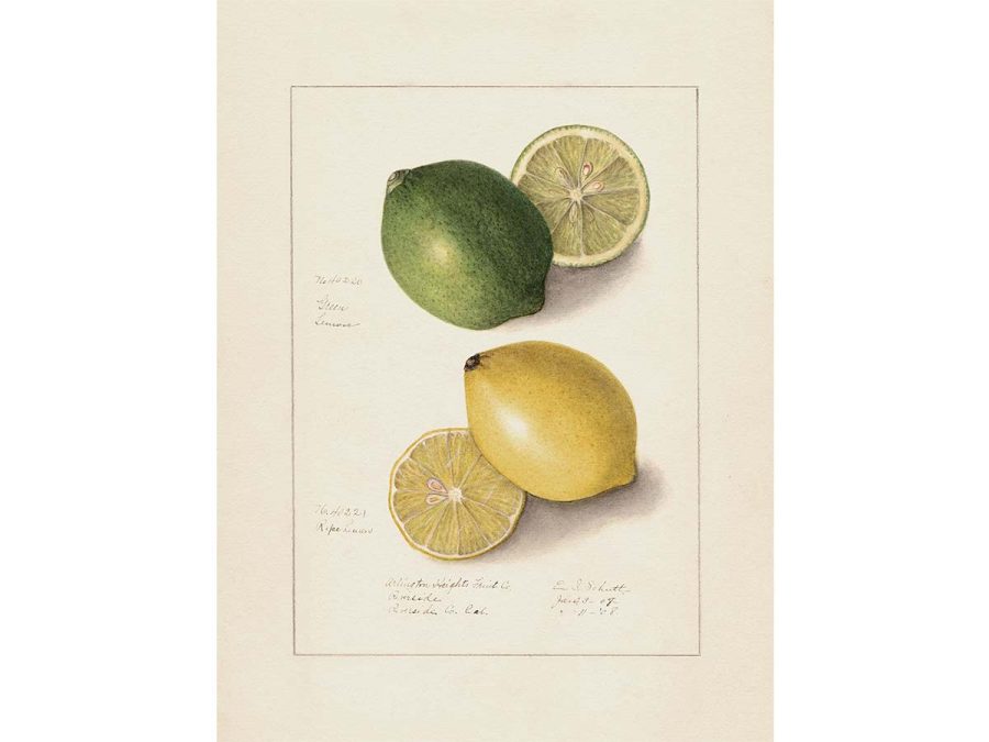 Lemon IX Vintage Art Print