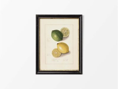 Lemon IX Vintage Art Print