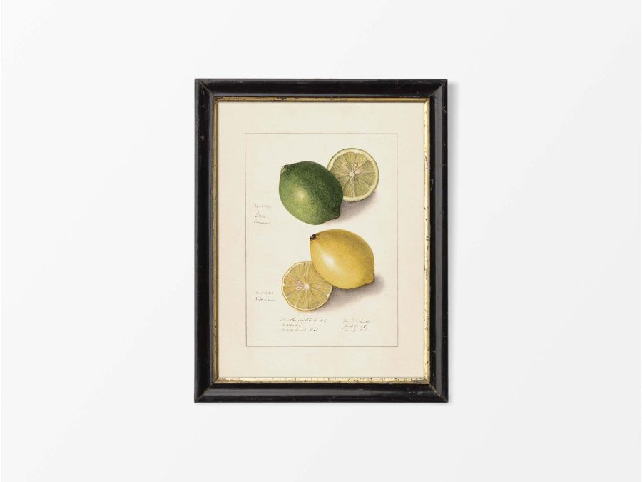 Lemon IX Vintage Art Print