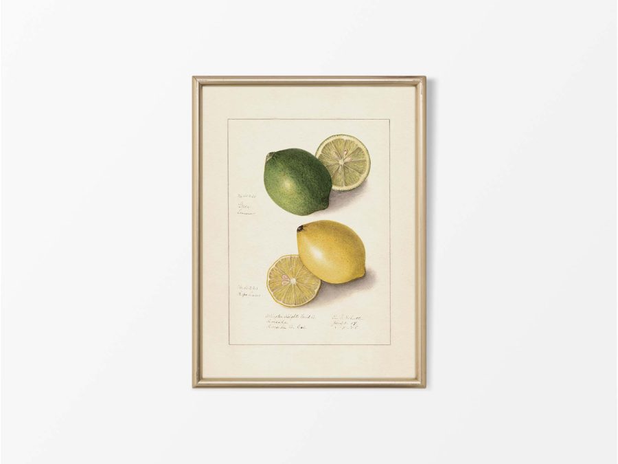 Lemon IX Vintage Art Print