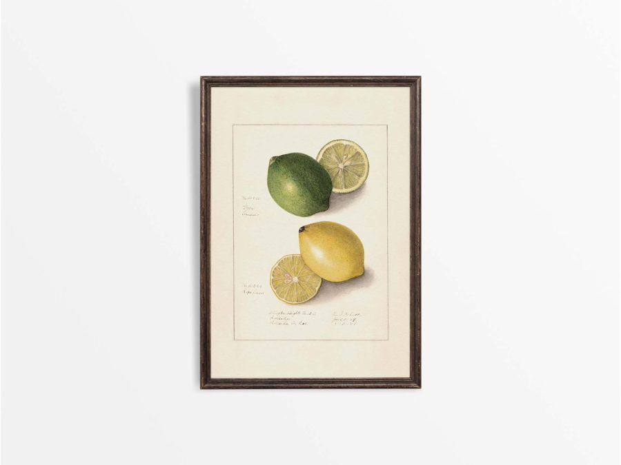 Lemon IX Vintage Art Print