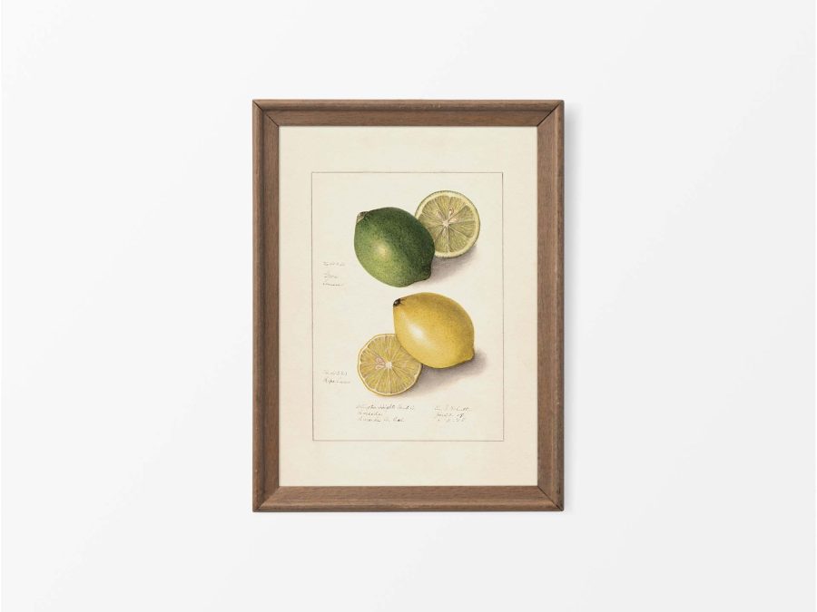 Lemon IX Vintage Art Print
