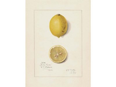 Lemon V Vintage Art Print