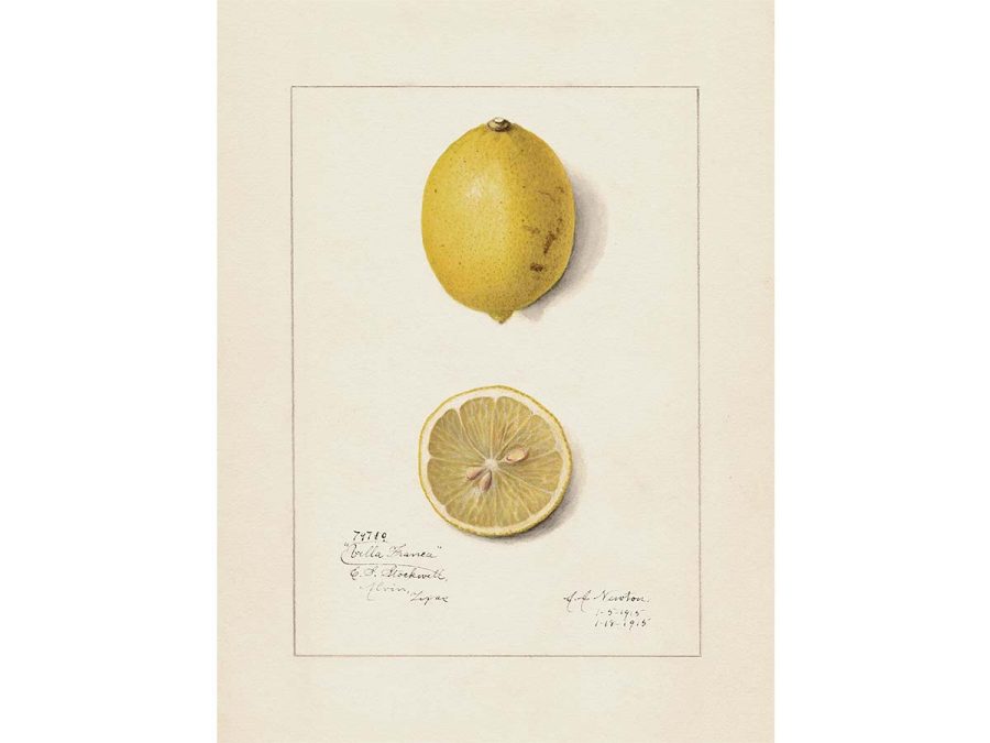 Lemon V Vintage Art Print