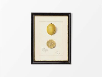 Lemon V Vintage Art Print
