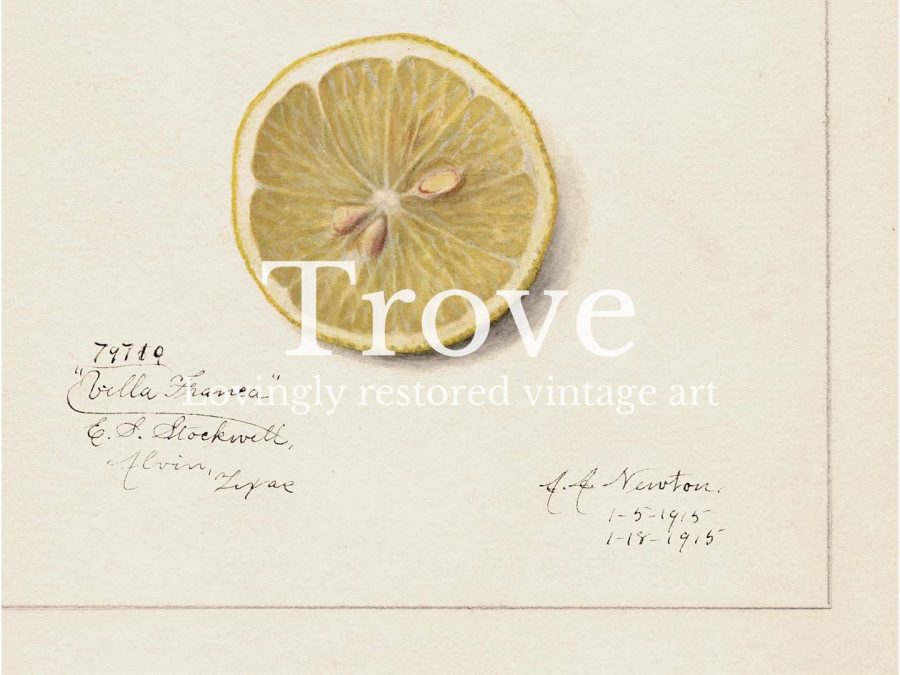 Lemon V Vintage Art Print