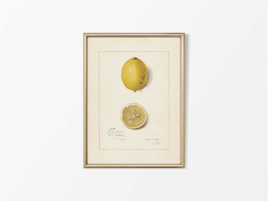 Lemon V Vintage Art Print