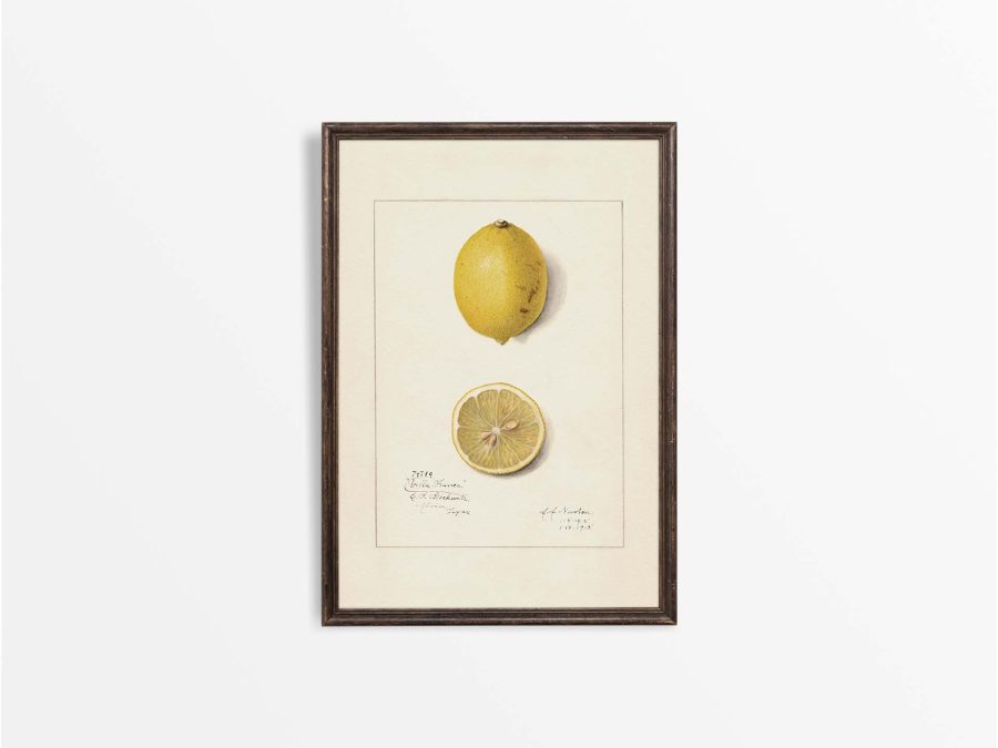 Lemon V Vintage Art Print
