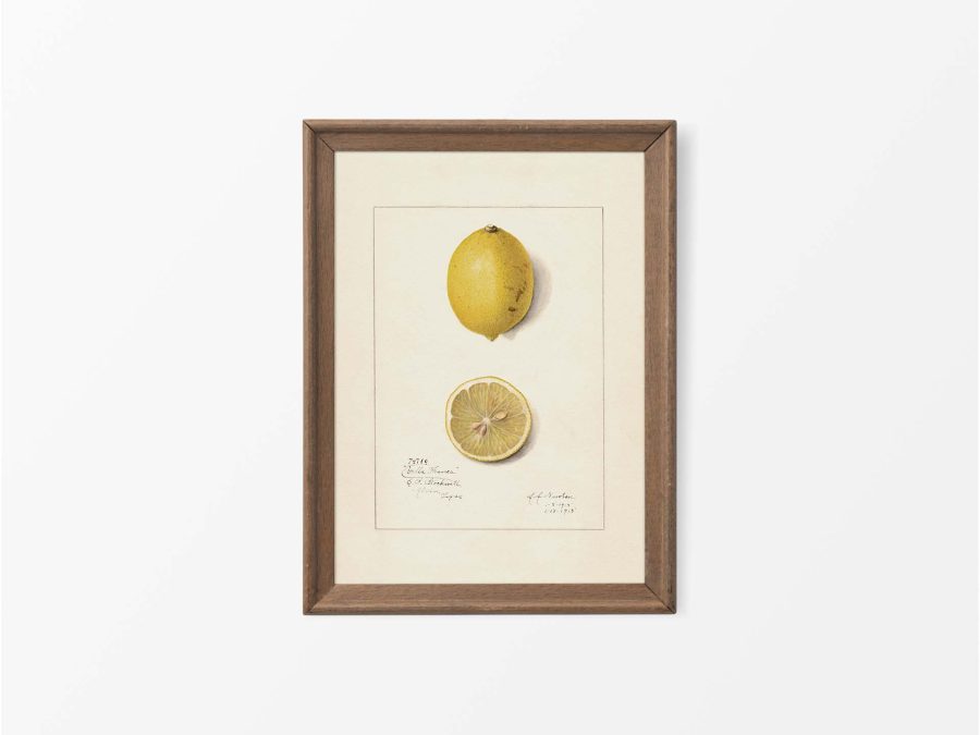 Lemon V Vintage Art Print