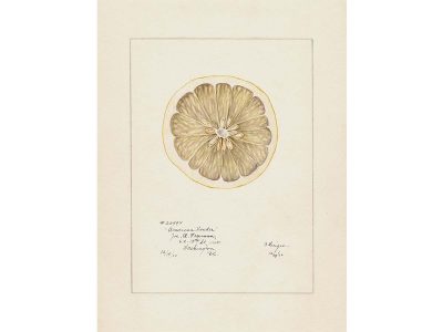 Lemon VI Vintage Art Print