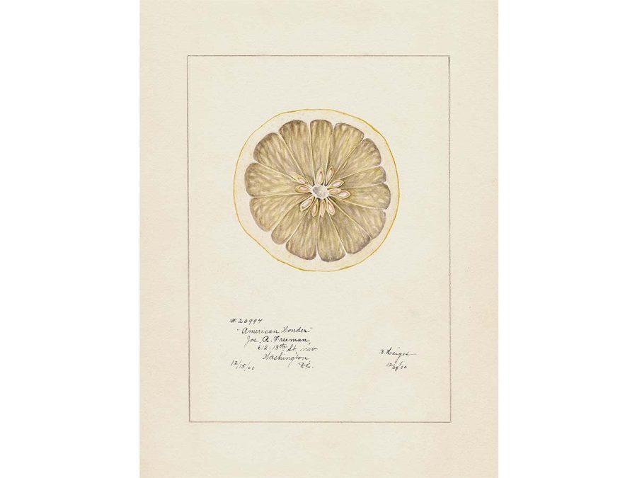 Lemon VI Vintage Art Print