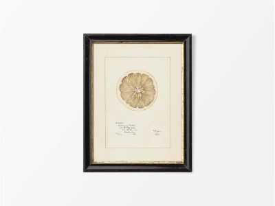 Lemon VI Vintage Art Print
