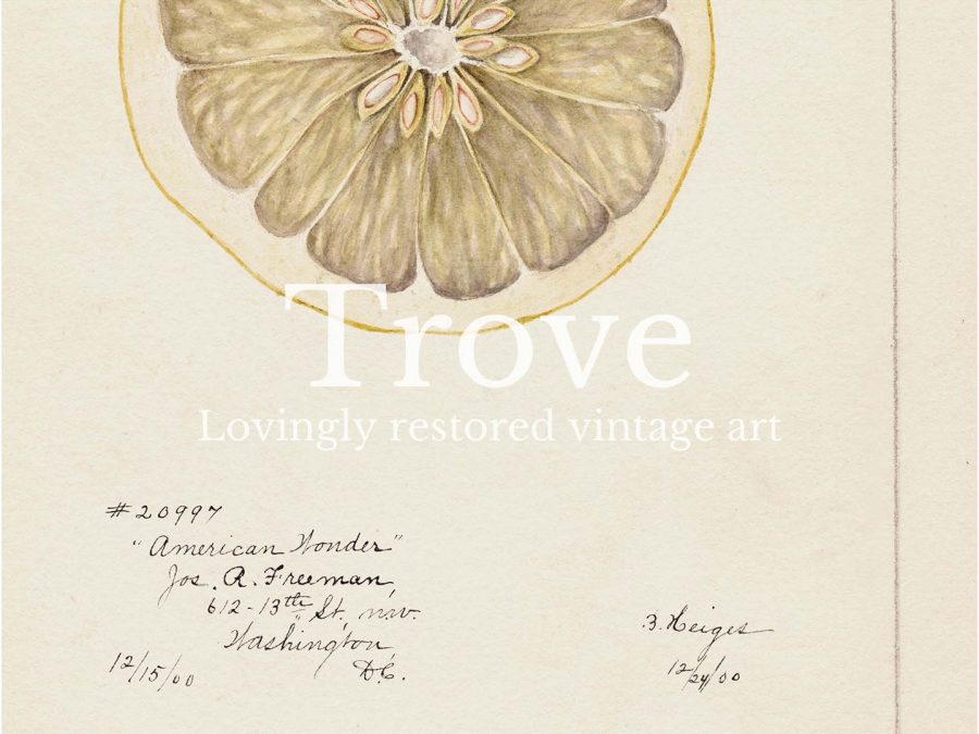 Lemon VI Vintage Art Print