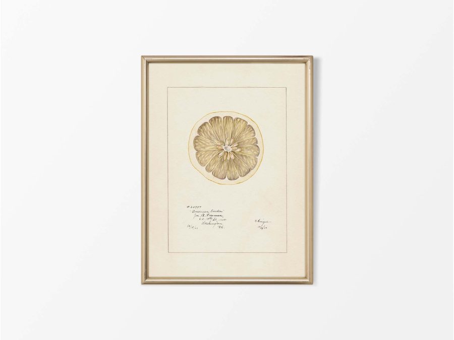 Lemon VI Vintage Art Print