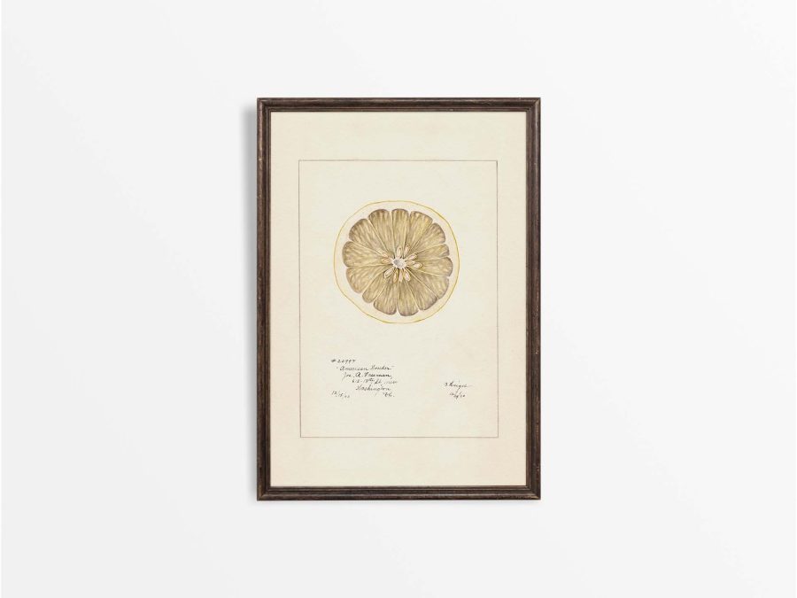 Lemon VI Vintage Art Print