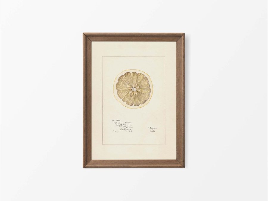 Lemon VI Vintage Art Print