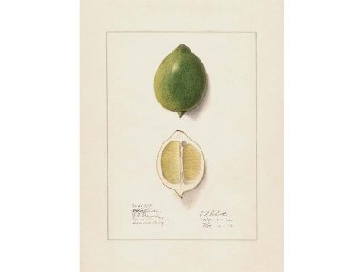 Lemon VII Vintage Art Print
