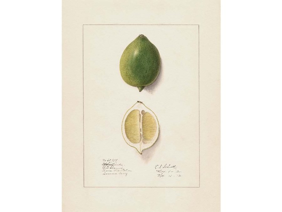 Lemon VII Vintage Art Print