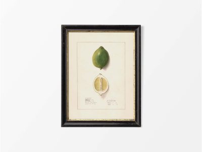 Lemon VII Vintage Art Print