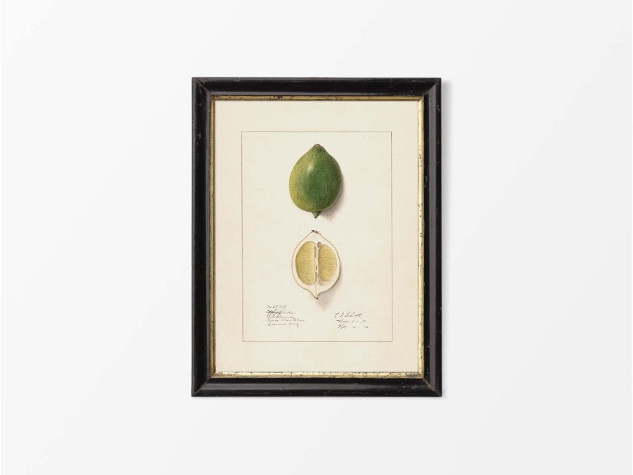Lemon VII Vintage Art Print
