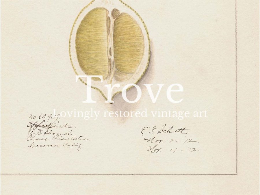 Lemon VII Vintage Art Print