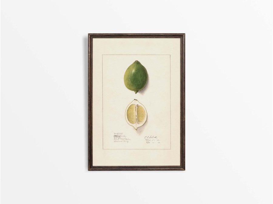 Lemon VII Vintage Art Print