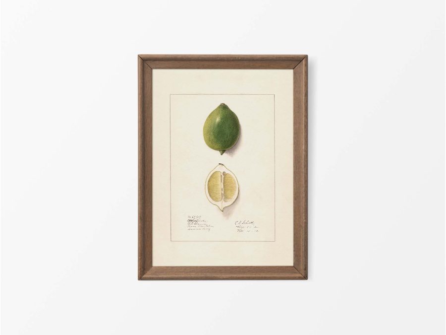 Lemon VII Vintage Art Print