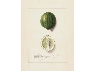 Lemon VIII Vintage Art Print