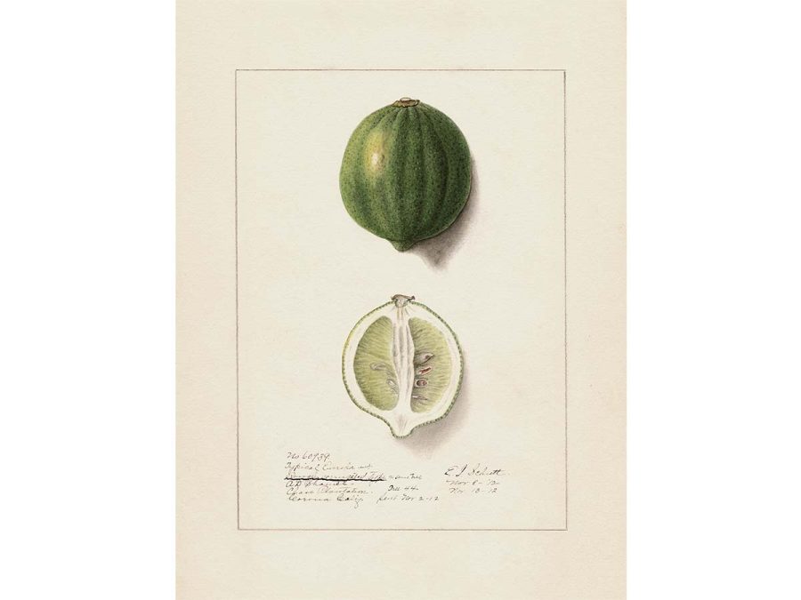 Lemon VIII Vintage Art Print