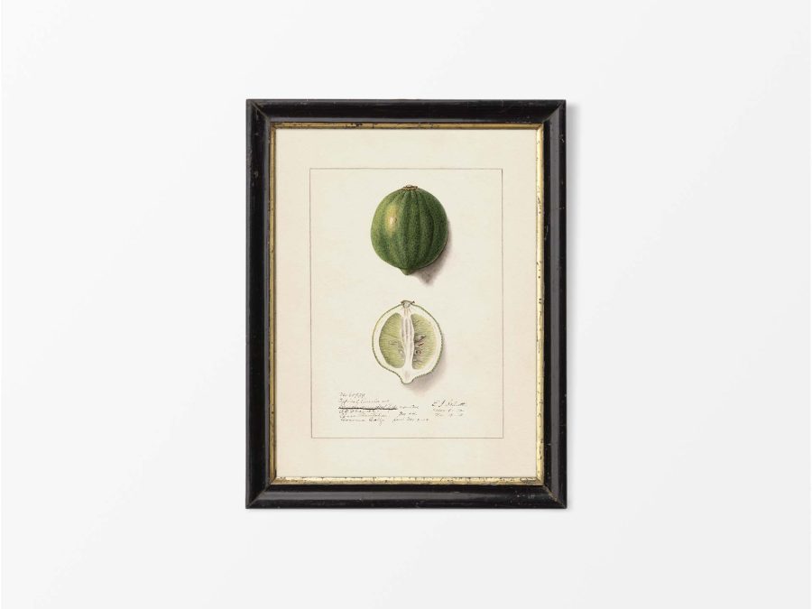 Lemon VIII Vintage Art Print