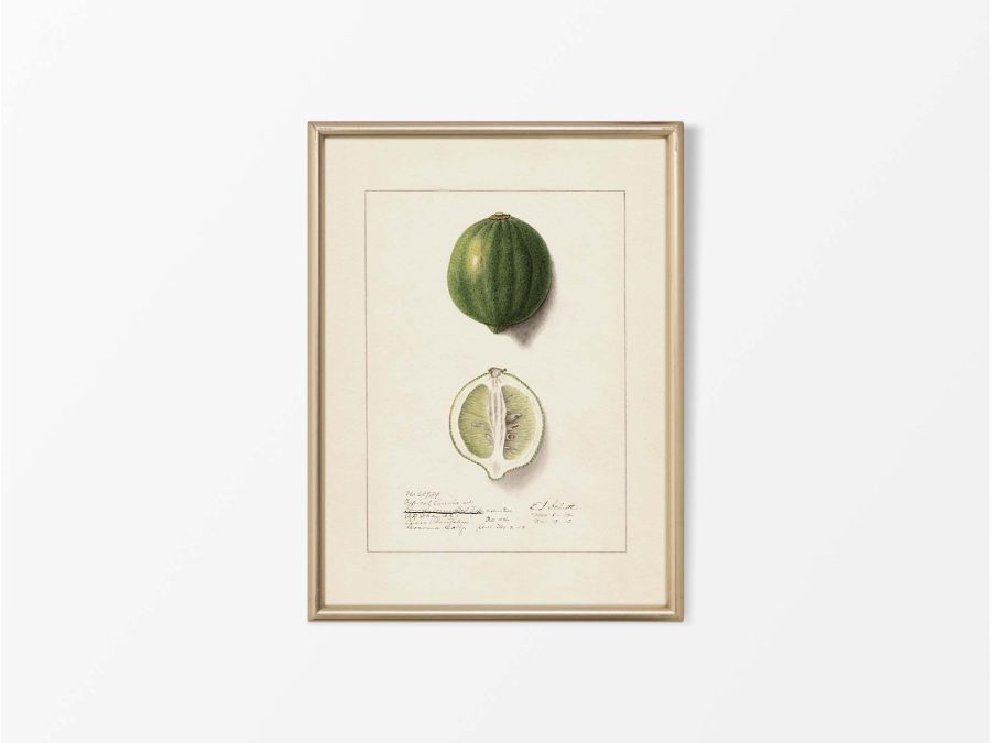 Lemon VIII Vintage Art Print
