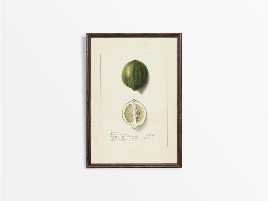 Lemon VIII Vintage Art Print
