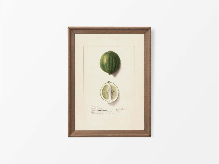 Lemon VIII Vintage Art Print