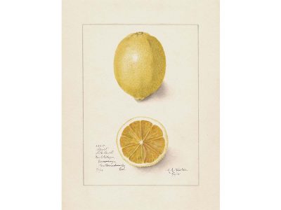 Lemon Vintage Art Print