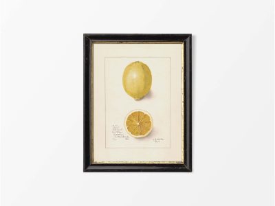 Lemon Vintage Art Print