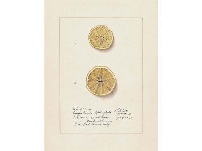 Lemon X Vintage Art Print