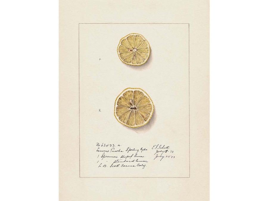 Lemon X Vintage Art Print