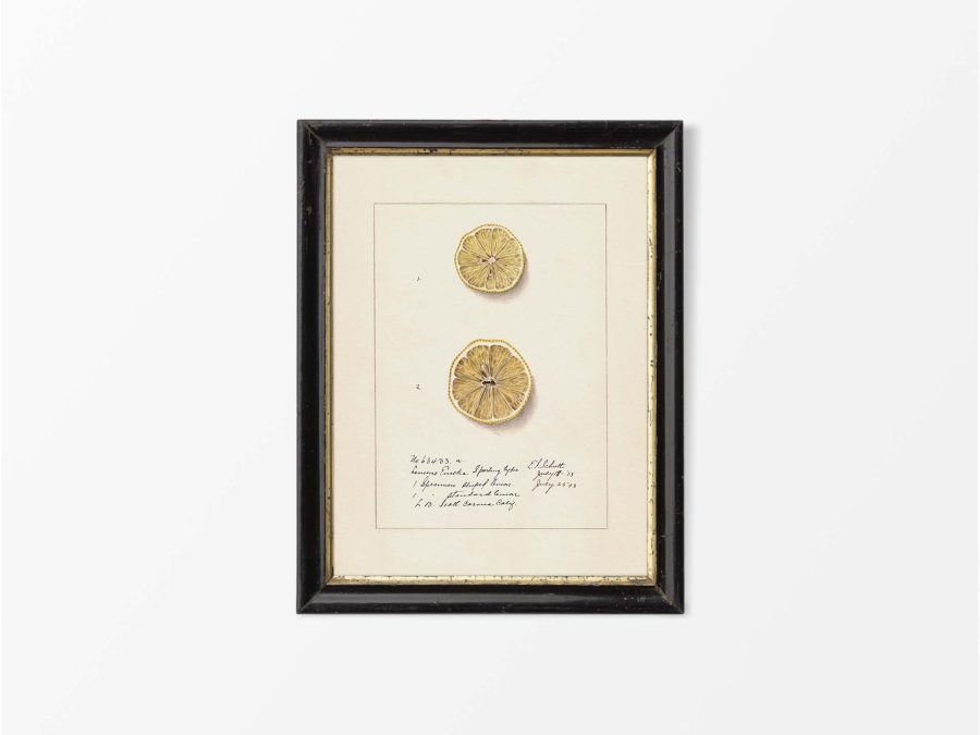 Lemon X Vintage Art Print