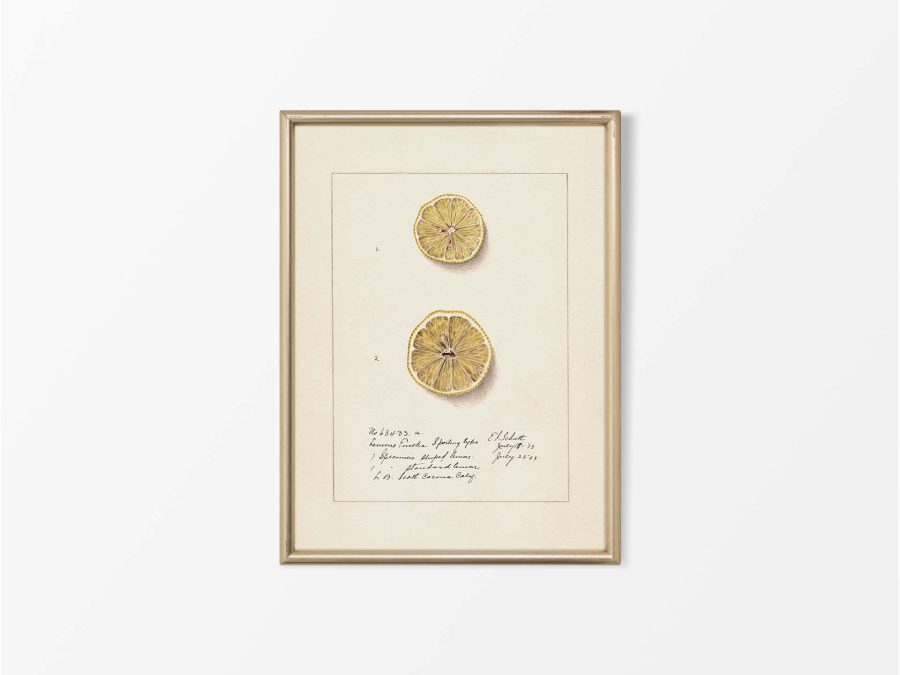 Lemon X Vintage Art Print