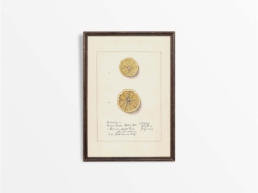 Lemon X Vintage Art Print