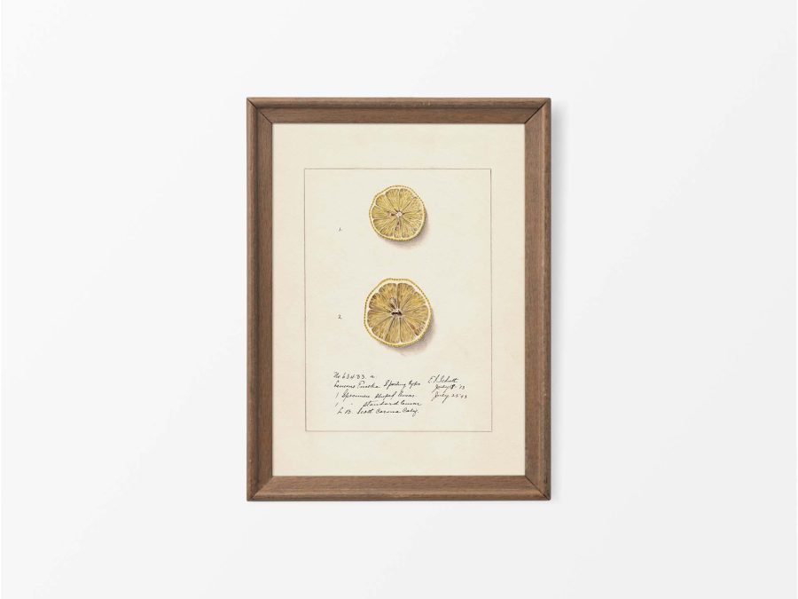 Lemon X Vintage Art Print