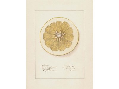 Lemon XI Vintage Art Print