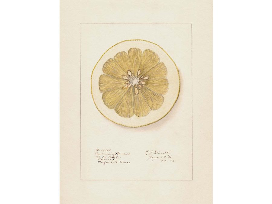Lemon XI Vintage Art Print