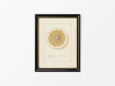 Lemon XI Vintage Art Print