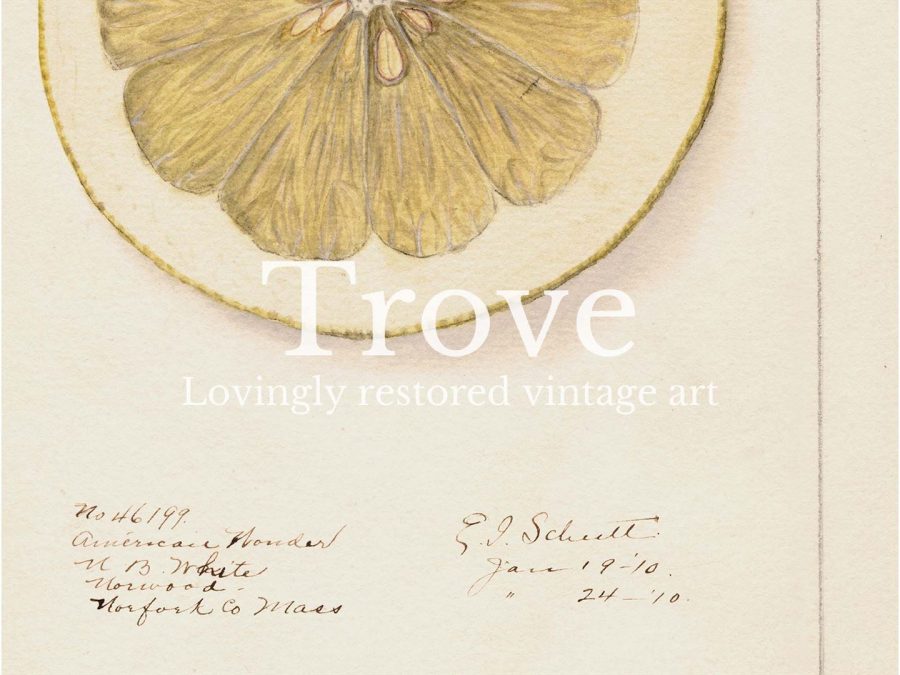 Lemon XI Vintage Art Print