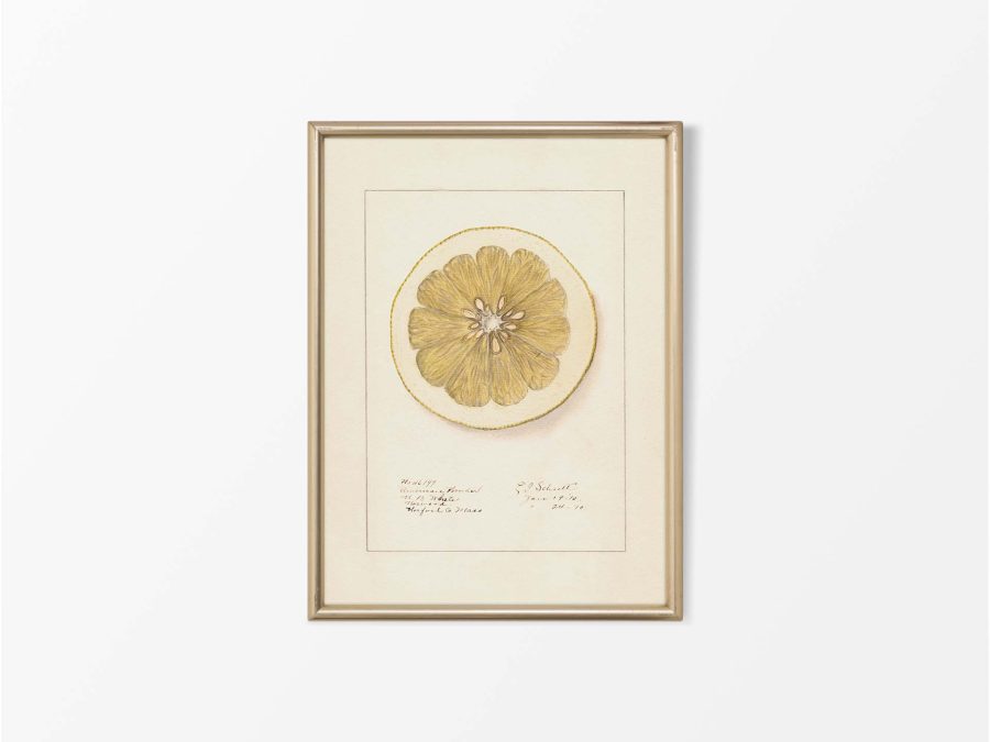 Lemon XI Vintage Art Print
