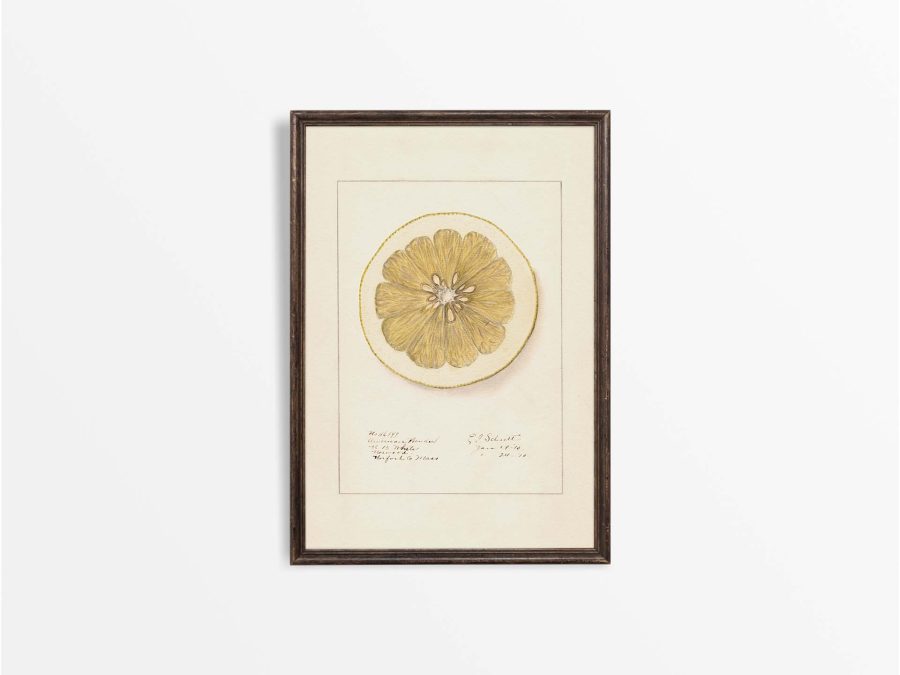 Lemon XI Vintage Art Print
